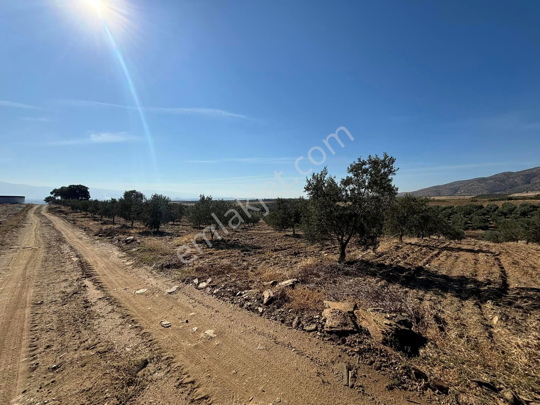 Tc Emlaktan Satılık 48 Dönüm Zeytinlik ' Boş Tarla Fiyatına ! ! ! - Görsel 24