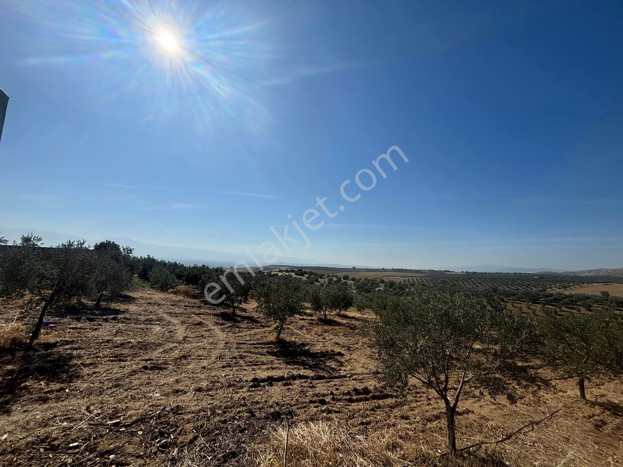 Tc Emlaktan Satılık 48 Dönüm Zeytinlik ' Boş Tarla Fiyatına ! ! ! - Görsel 21