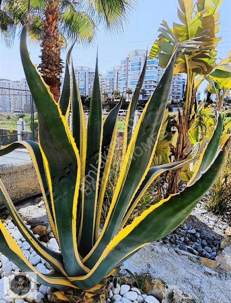 Lüks Site Icı Eşyalı Yatırımlık Kaçırılmaz Daire - Görsel 2