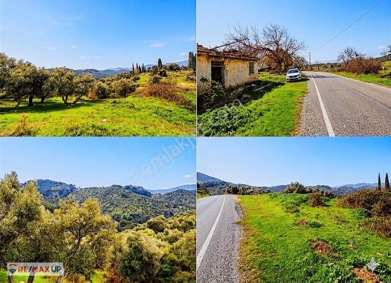 Bayındır Alanköyde Ana Yola Cepheli 683 M² Zeytinlik