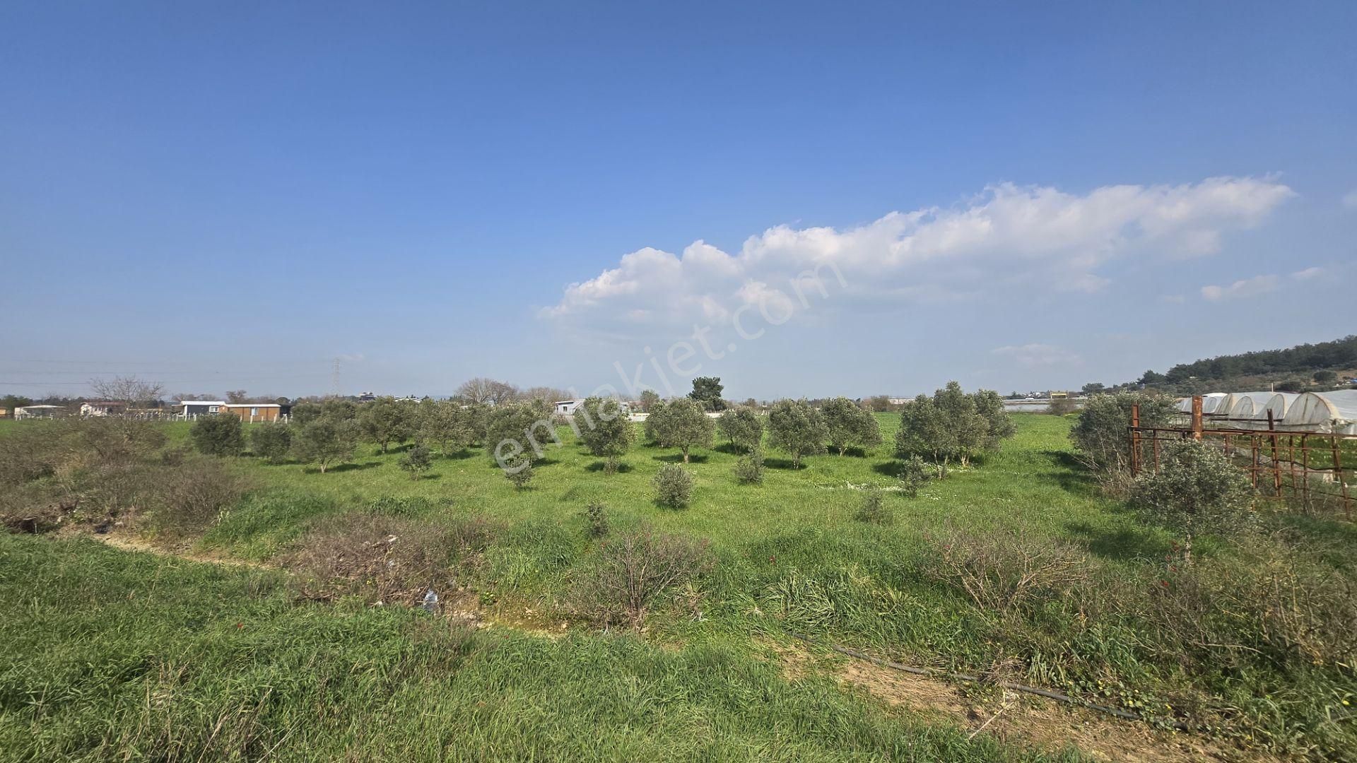 Menderes Değirmenderede Anayola 170 M Cepheli 4.500 M² Tek Tapu - Görsel 26