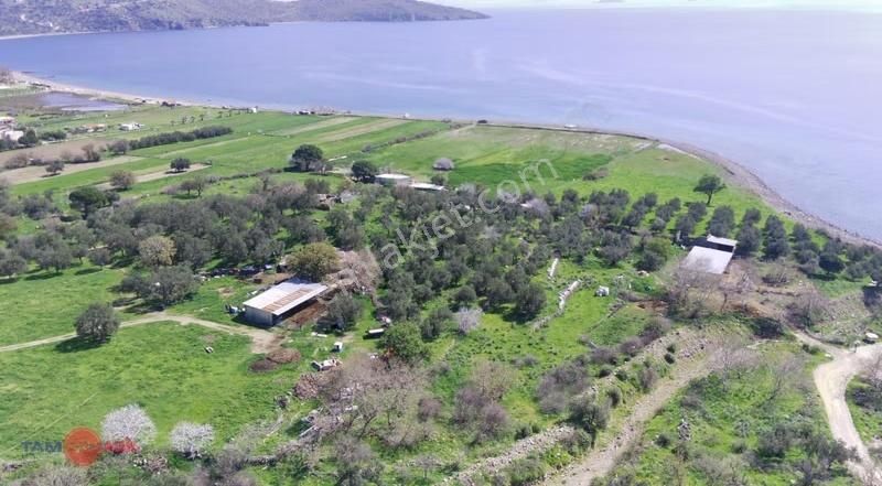 Denizköy'de Denize Yakın Konumda Yatırımlık Zeytinli Tarla - Görsel 15