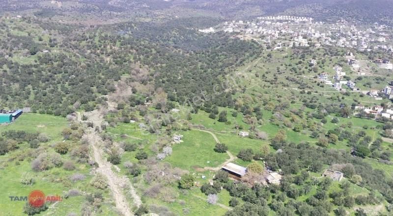Denizköy'de Denize Yakın Konumda Yatırımlık Zeytinli Tarla - Görsel 9