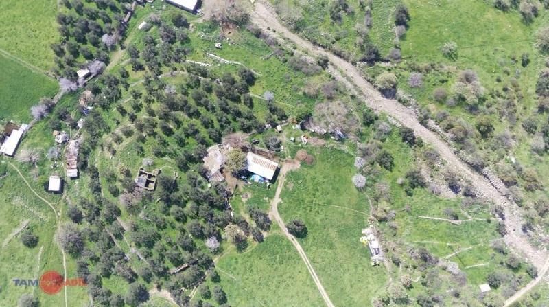 Denizköy'de Denize Yakın Konumda Yatırımlık Zeytinli Tarla - Görsel 11