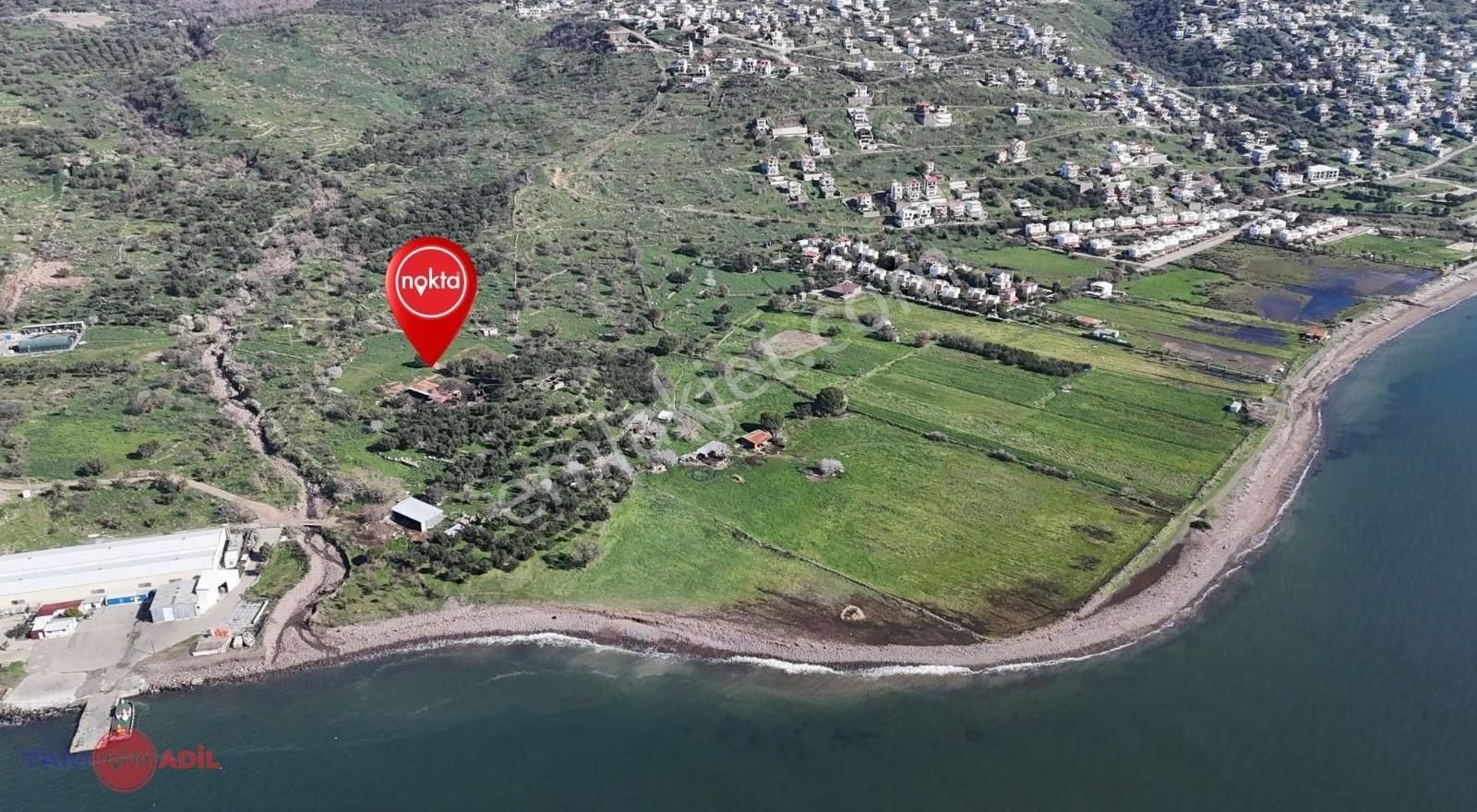 Denizköy'de Denize Yakın Konumda Yatırımlık Zeytinli Tarla - Görsel 5