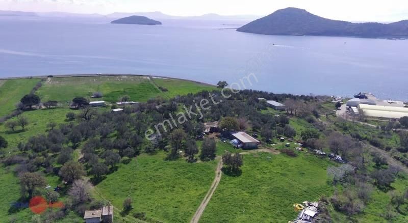 Denizköy'de Denize Yakın Konumda Yatırımlık Zeytinli Tarla