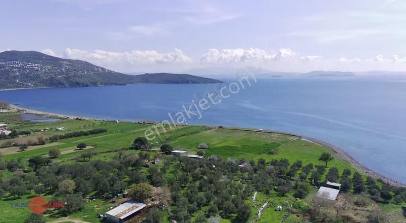 Denizköy'de Denize Yakın Konumda Yatırımlık Zeytinli Tarla - Görsel 6