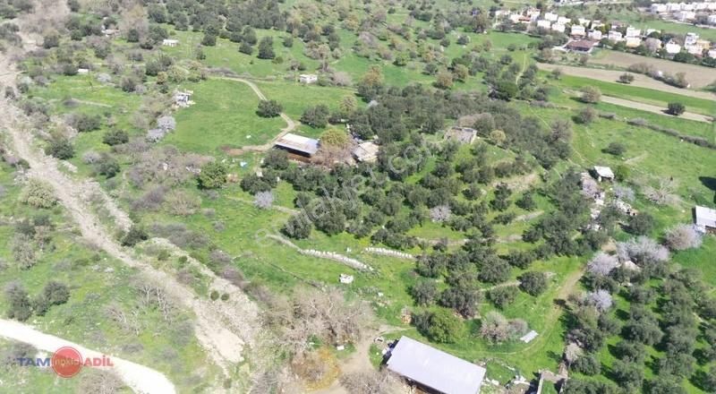Denizköy'de Denize Yakın Konumda Yatırımlık Zeytinli Tarla - Görsel 10