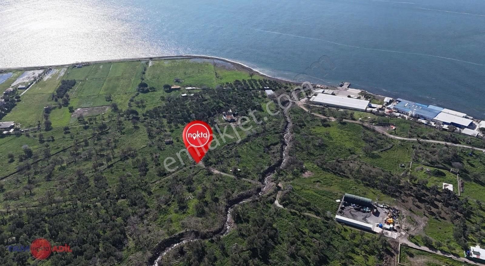 Denizköy'de Denize Yakın Konumda Yatırımlık Zeytinli Tarla - Görsel 7