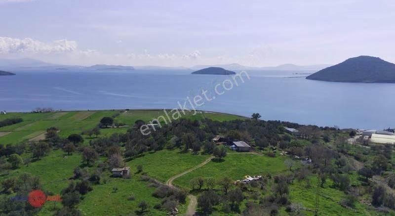 Denizköy'de Denize Yakın Konumda Yatırımlık Zeytinli Tarla - Görsel 3