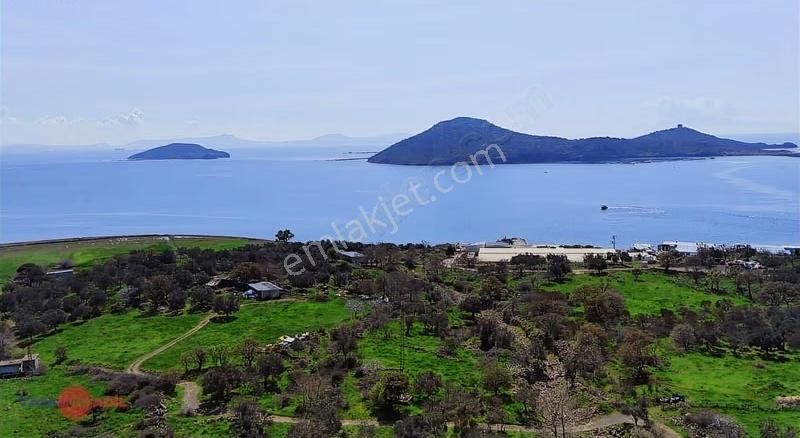 Denizköy'de Denize Yakın Konumda Yatırımlık Zeytinli Tarla - Görsel 16