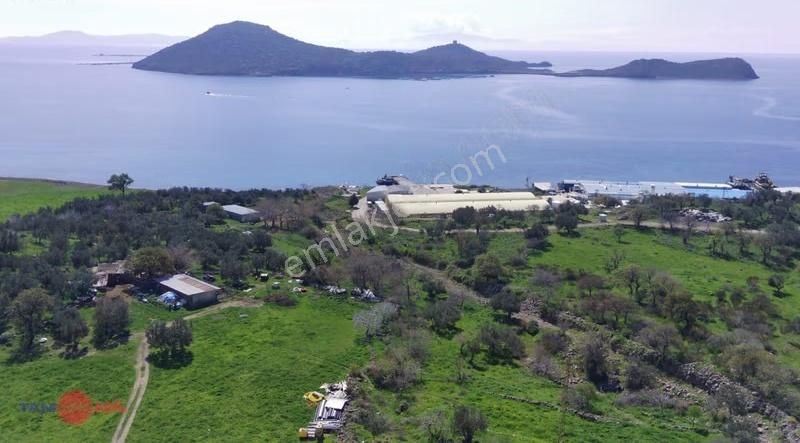 Denizköy'de Denize Yakın Konumda Yatırımlık Zeytinli Tarla - Görsel 14