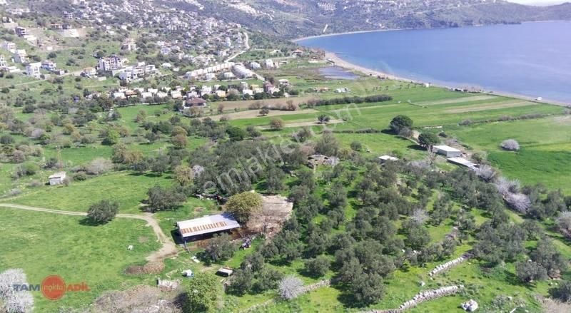 Denizköy'de Denize Yakın Konumda Yatırımlık Zeytinli Tarla - Görsel 17