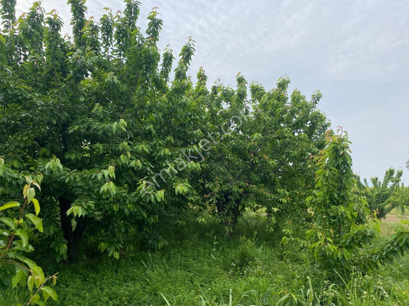 İzmir Kemalpaşa Örende Satılık Asfalt Cepeli Kiraz Bahçesi - Görsel 19