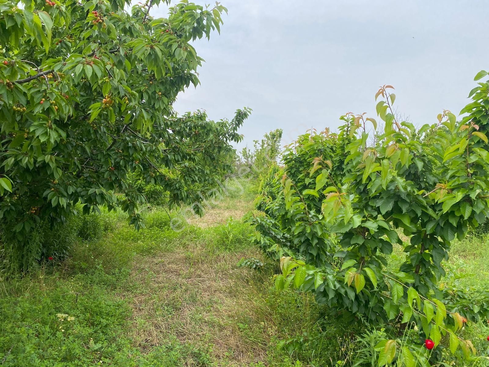 İzmir Kemalpaşa Örende Satılık Asfalt Cepeli Kiraz Bahçesi - Görsel 18