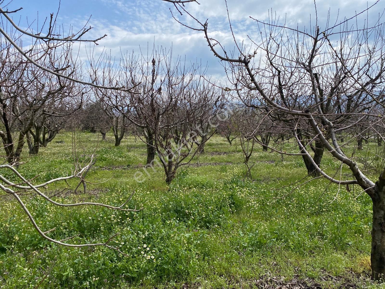İzmir Kemalpaşa Örende Satılık Asfalt Cepeli Kiraz Bahçesi - Görsel 13