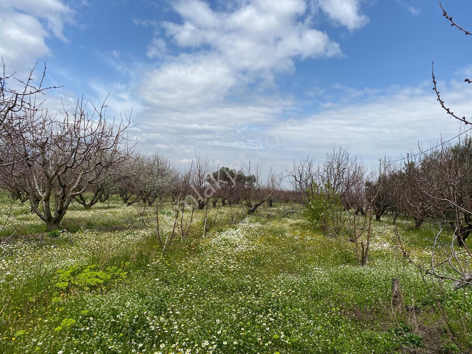 İzmir Kemalpaşa Örende Satılık Asfalt Cepeli Kiraz Bahçesi - Görsel 29