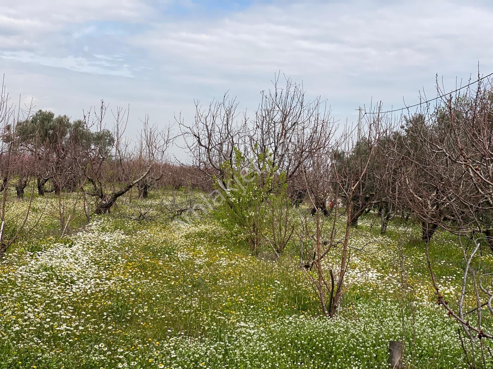İzmir Kemalpaşa Örende Satılık Asfalt Cepeli Kiraz Bahçesi - Görsel 21