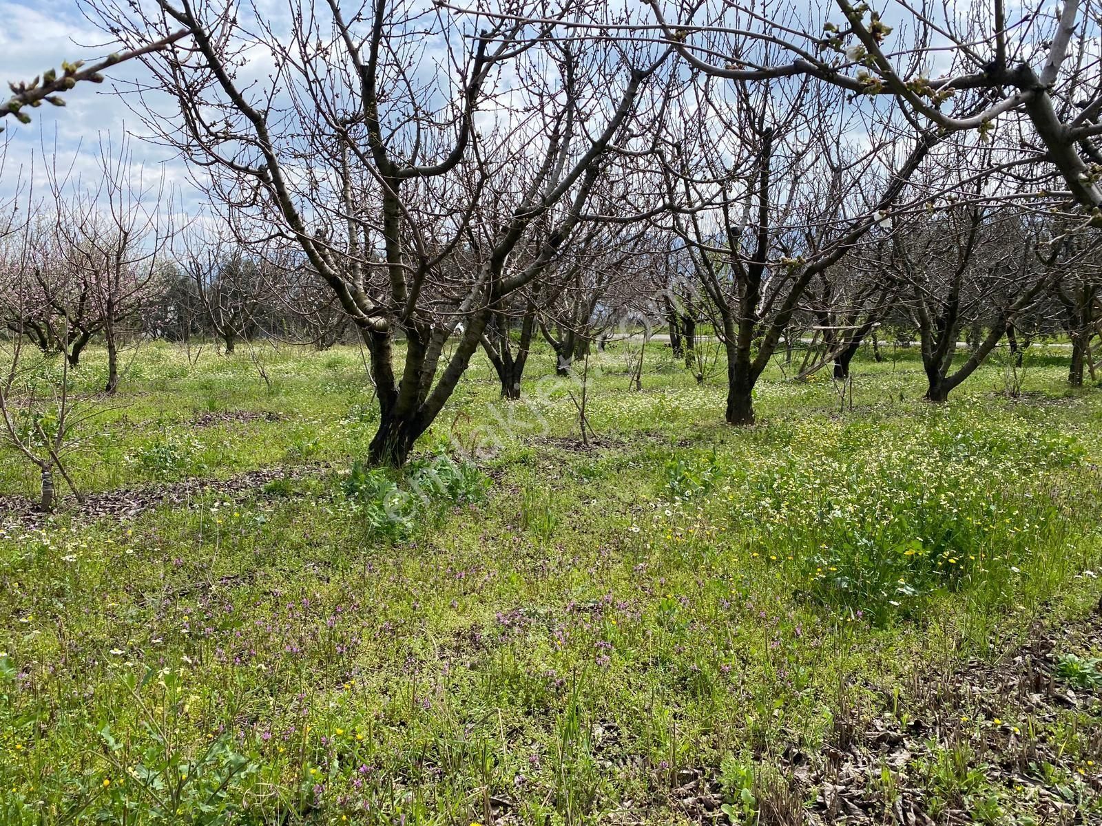 İzmir Kemalpaşa Örende Satılık Asfalt Cepeli Kiraz Bahçesi - Görsel 10