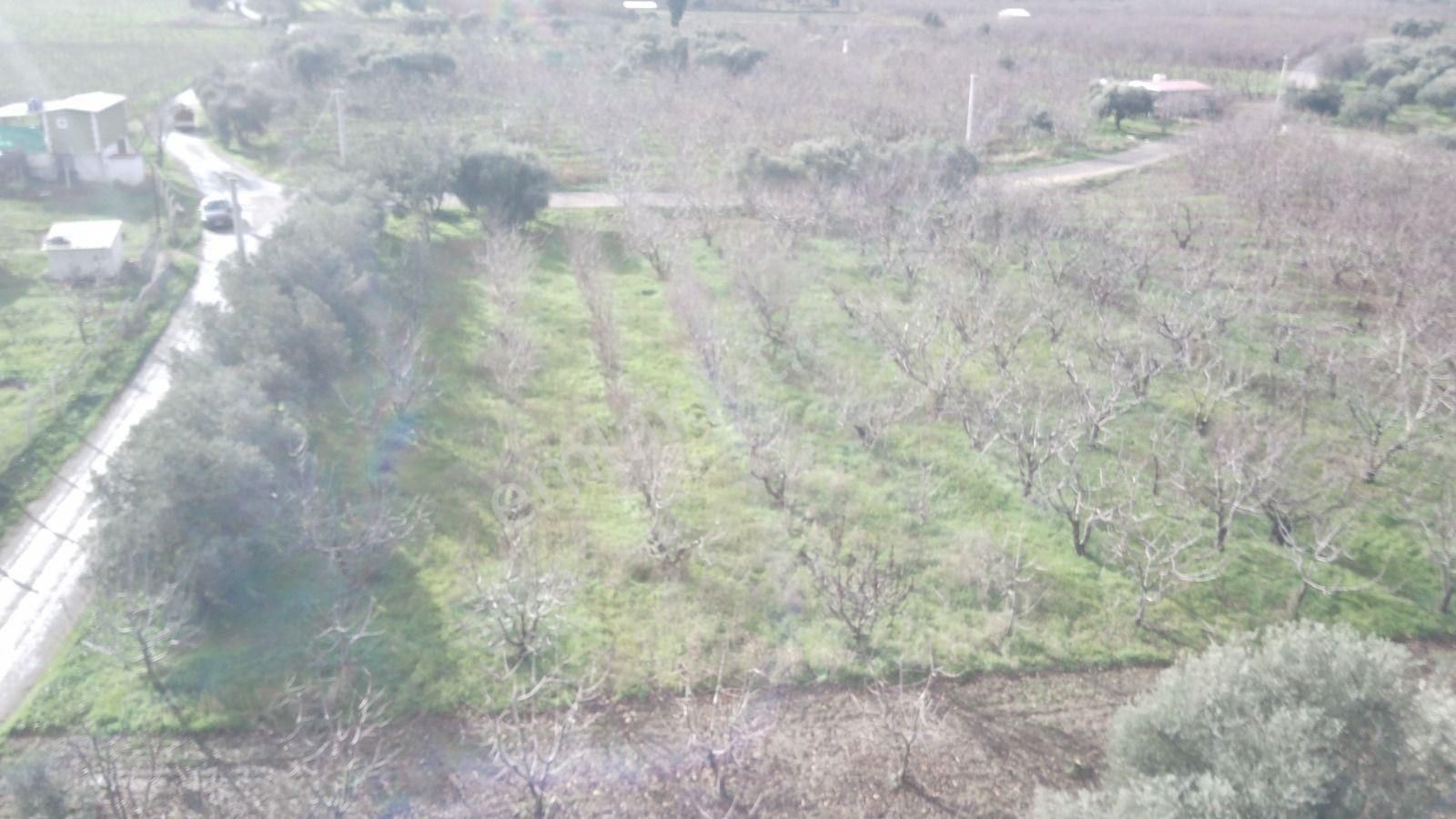 İzmir Kemalpaşa Örende Satılık Asfalt Cepeli Kiraz Bahçesi - Görsel 5