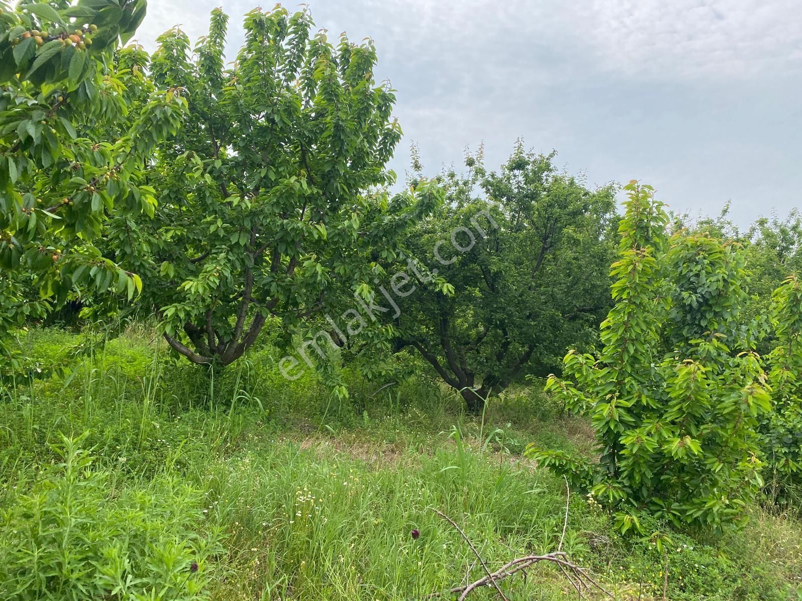 İzmir Kemalpaşa Örende Satılık Asfalt Cepeli Kiraz Bahçesi - Görsel 25