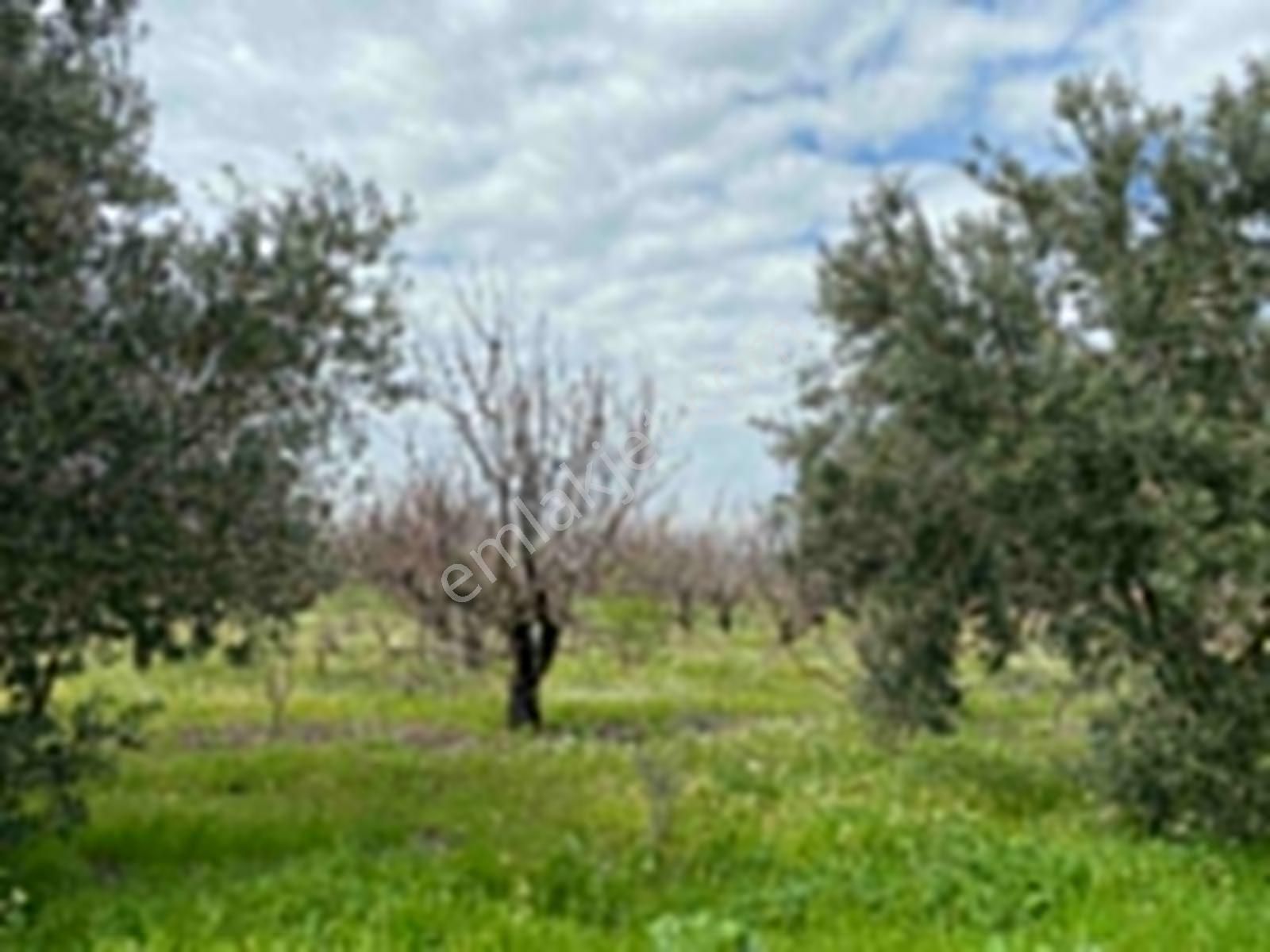 İzmir Kemalpaşa Örende Satılık Asfalt Cepeli Kiraz Bahçesi - Görsel 24