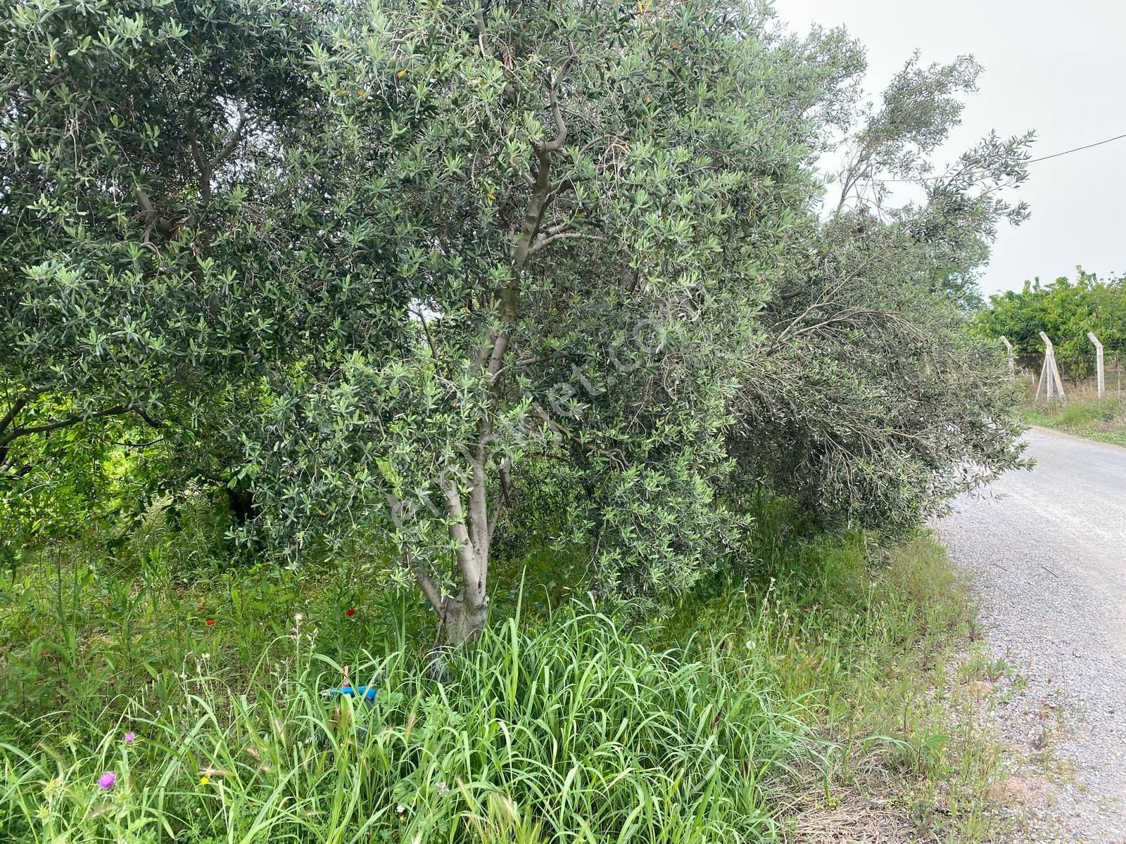 İzmir Kemalpaşa Örende Satılık Asfalt Cepeli Kiraz Bahçesi - Görsel 26