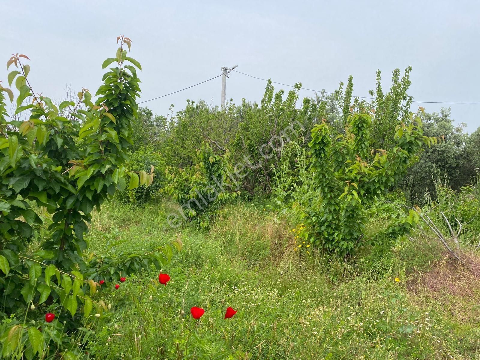 İzmir Kemalpaşa Örende Satılık Asfalt Cepeli Kiraz Bahçesi - Görsel 15