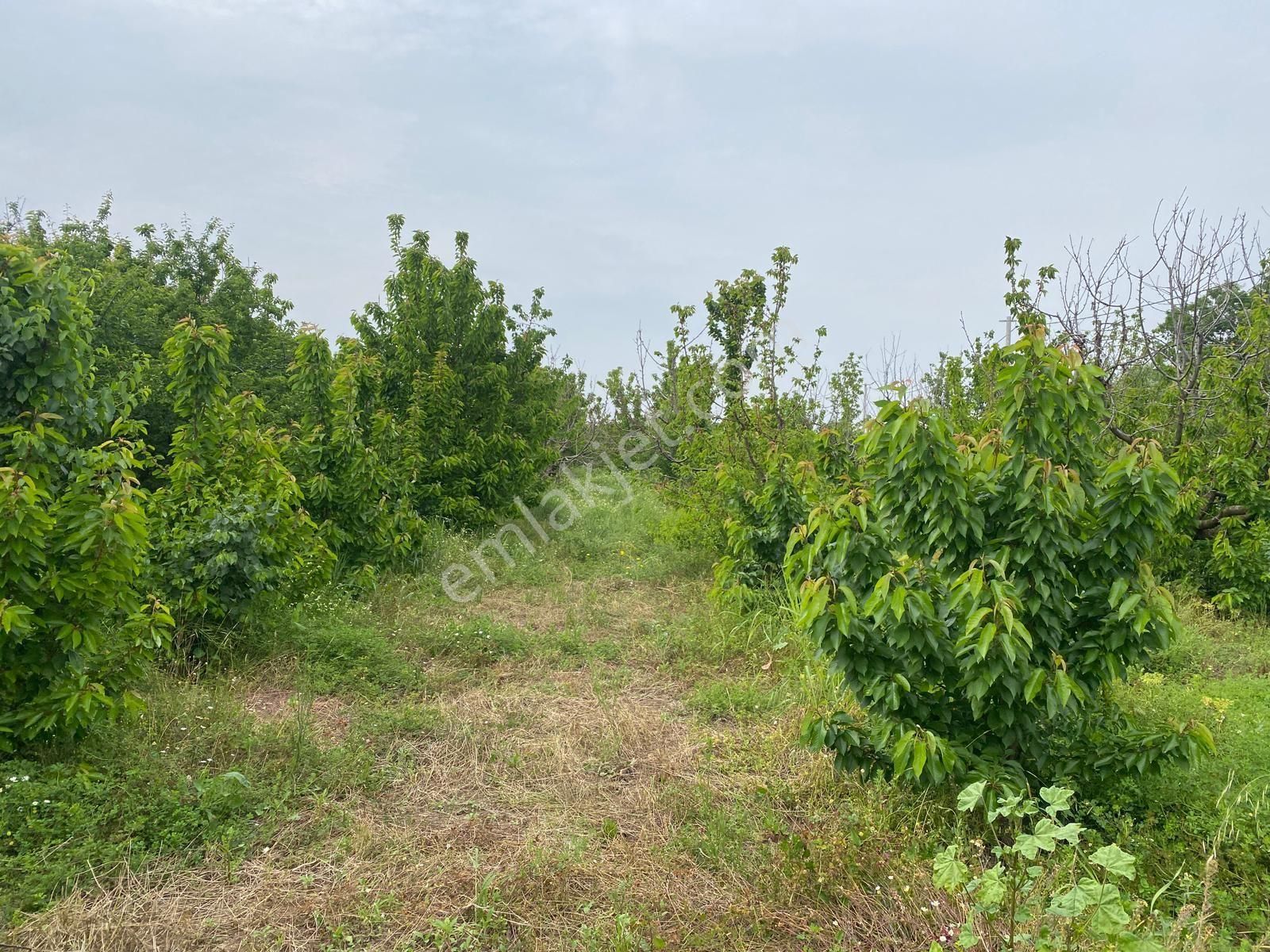 İzmir Kemalpaşa Örende Satılık Asfalt Cepeli Kiraz Bahçesi - Görsel 16
