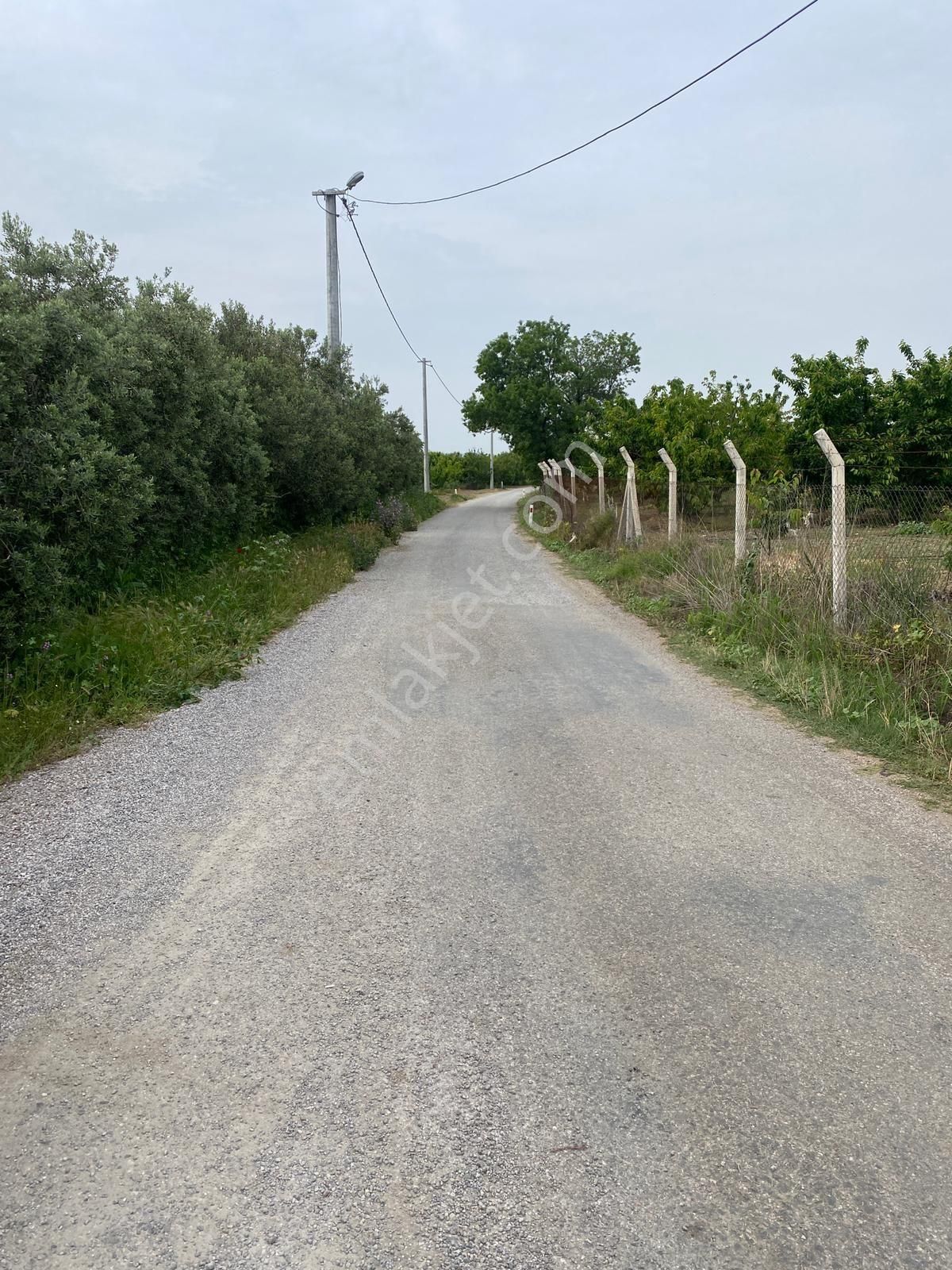 İzmir Kemalpaşa Örende Satılık Asfalt Cepeli Kiraz Bahçesi - Görsel 7