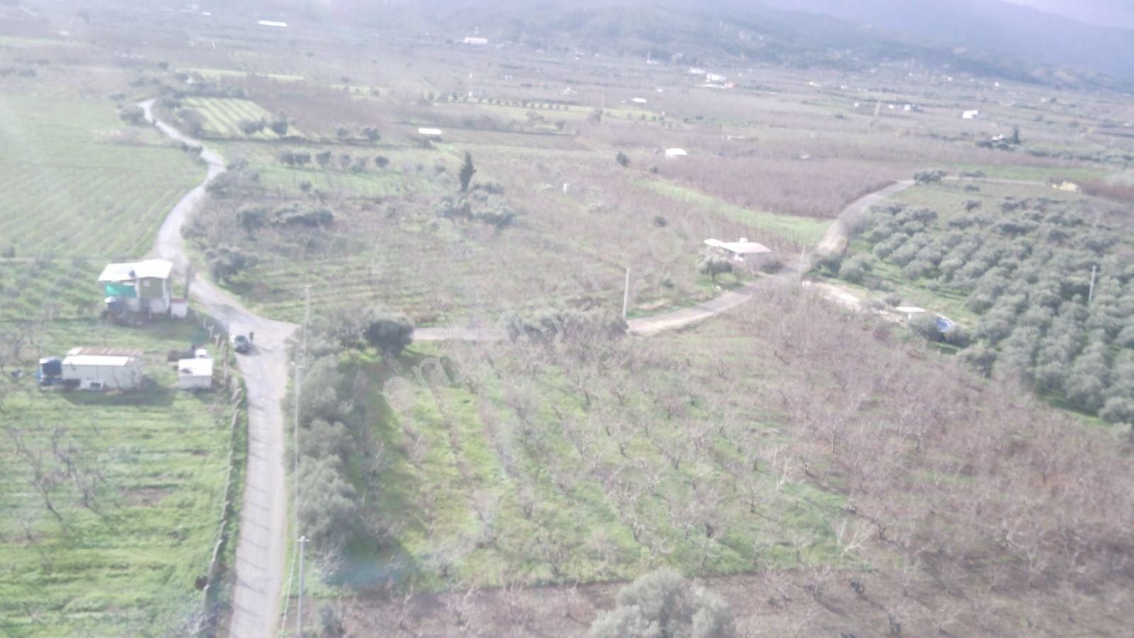 İzmir Kemalpaşa Örende Satılık Asfalt Cepeli Kiraz Bahçesi - Görsel 2