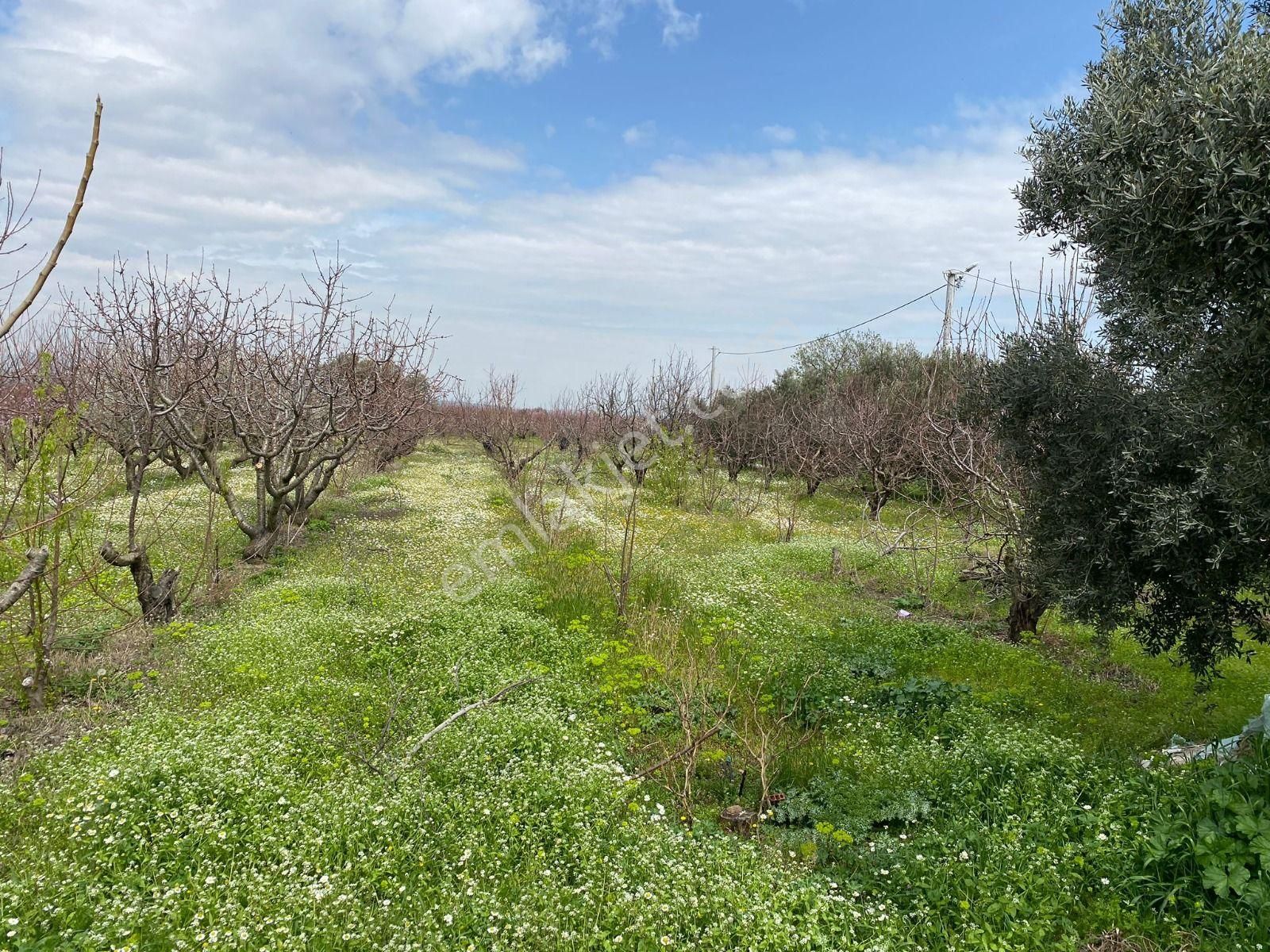 İzmir Kemalpaşa Örende Satılık Asfalt Cepeli Kiraz Bahçesi - Görsel 17