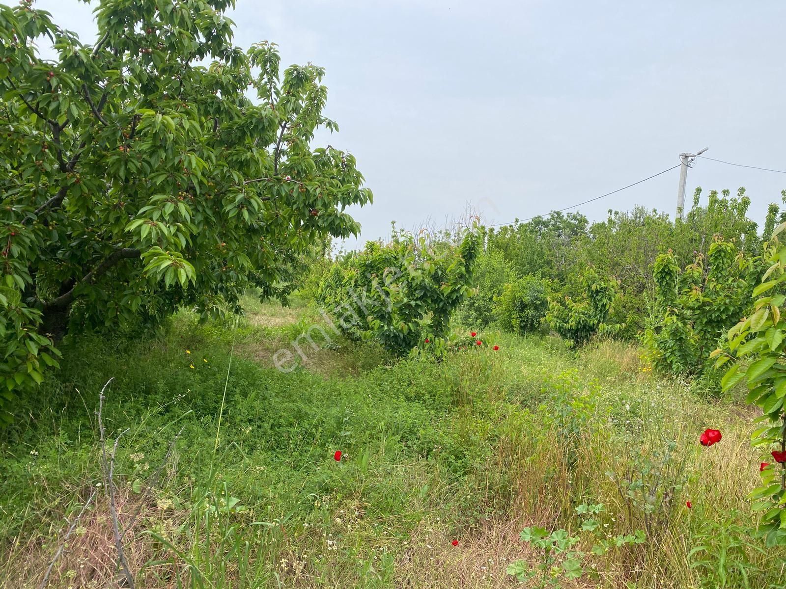 İzmir Kemalpaşa Örende Satılık Asfalt Cepeli Kiraz Bahçesi - Görsel 30