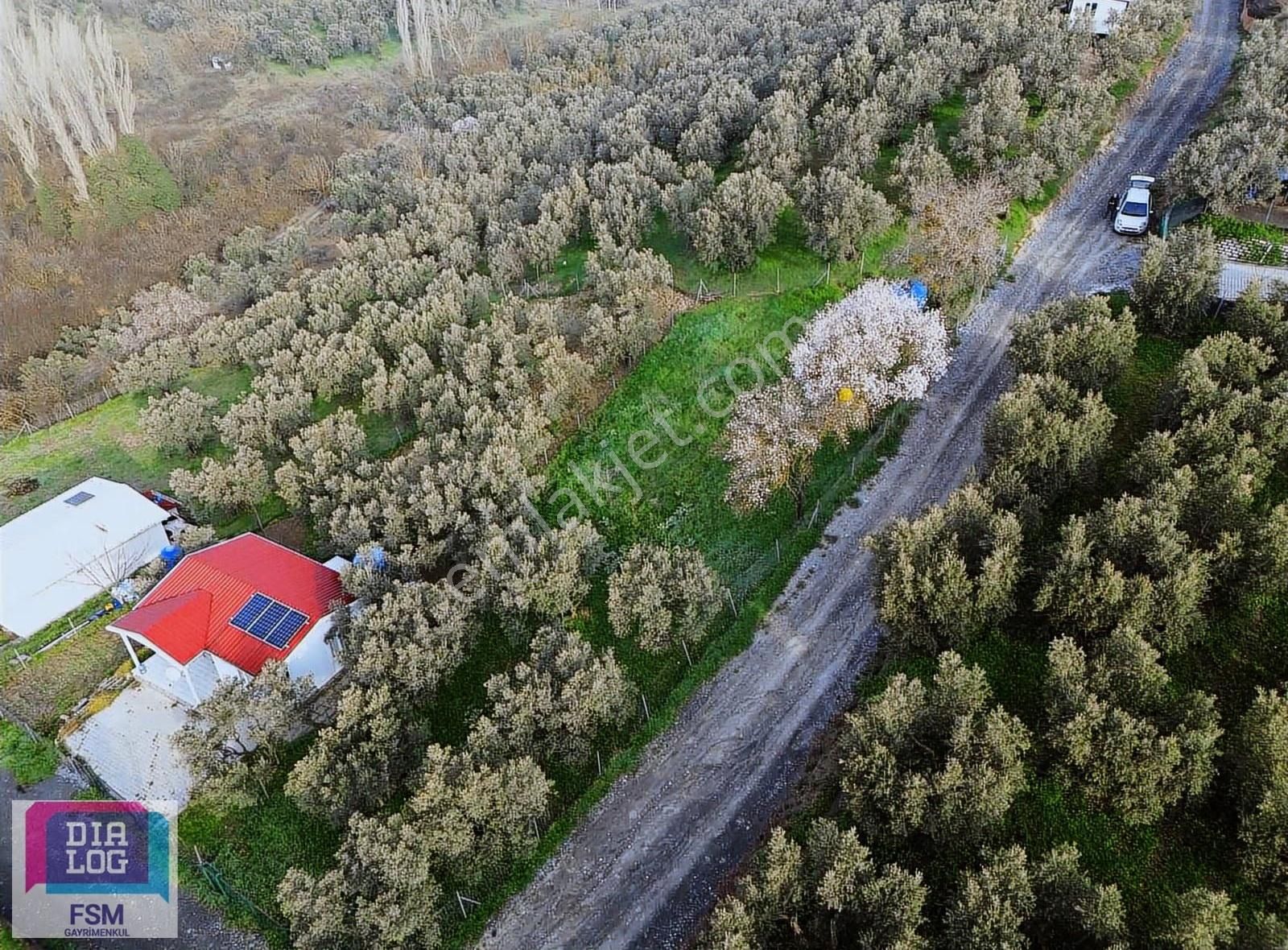 Mudanya Dereköy'de Satılık 640 M2 Zeytinlik - Görsel 4