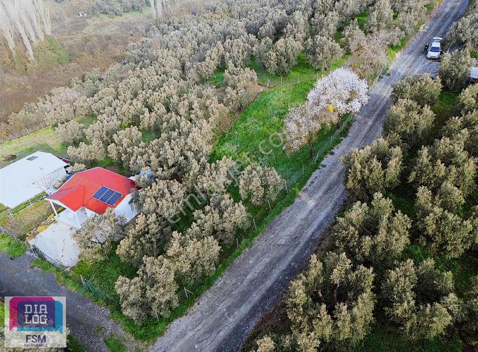 Mudanya Dereköy'de Satılık 640 M2 Zeytinlik - Görsel 2