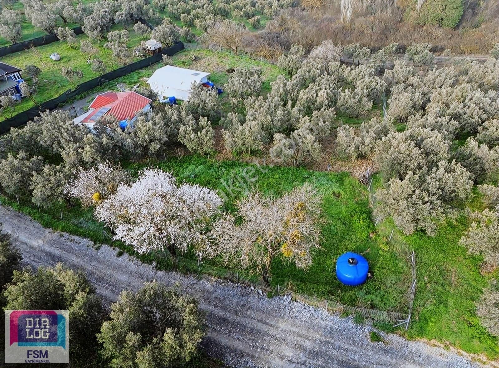 Mudanya Dereköy'de Satılık 640 M2 Zeytinlik