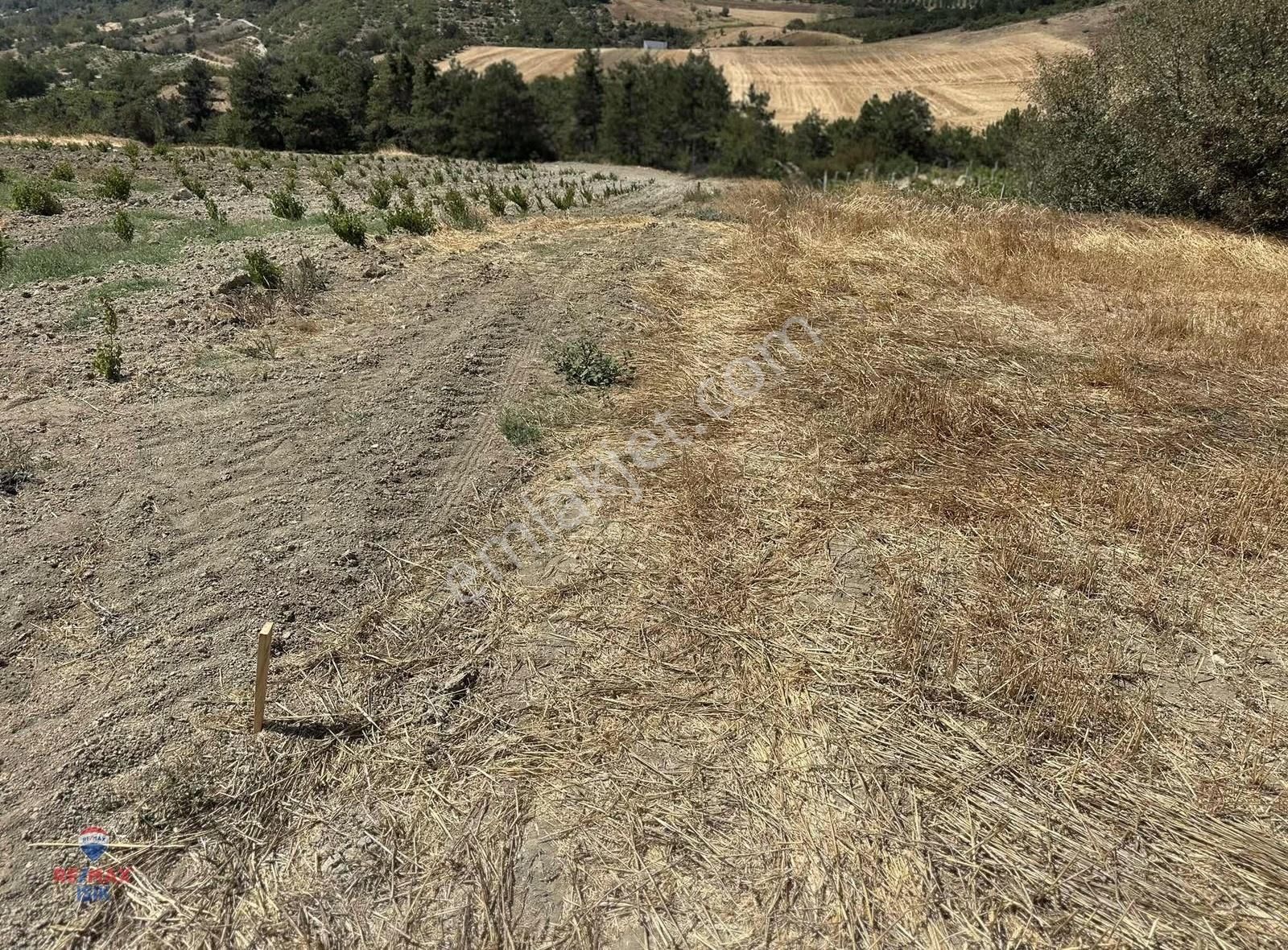 Sakarya Geyvede Halidiye 1460 M2 Yola 70 Cepheli Arazi - Görsel 3