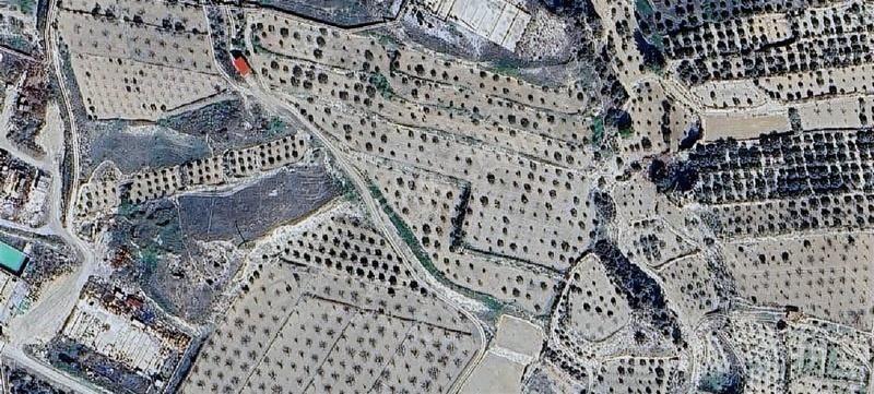 Buharkent'de Merkezi Konumda 23.200 M² 450 Ağaçlı Zeytinlik