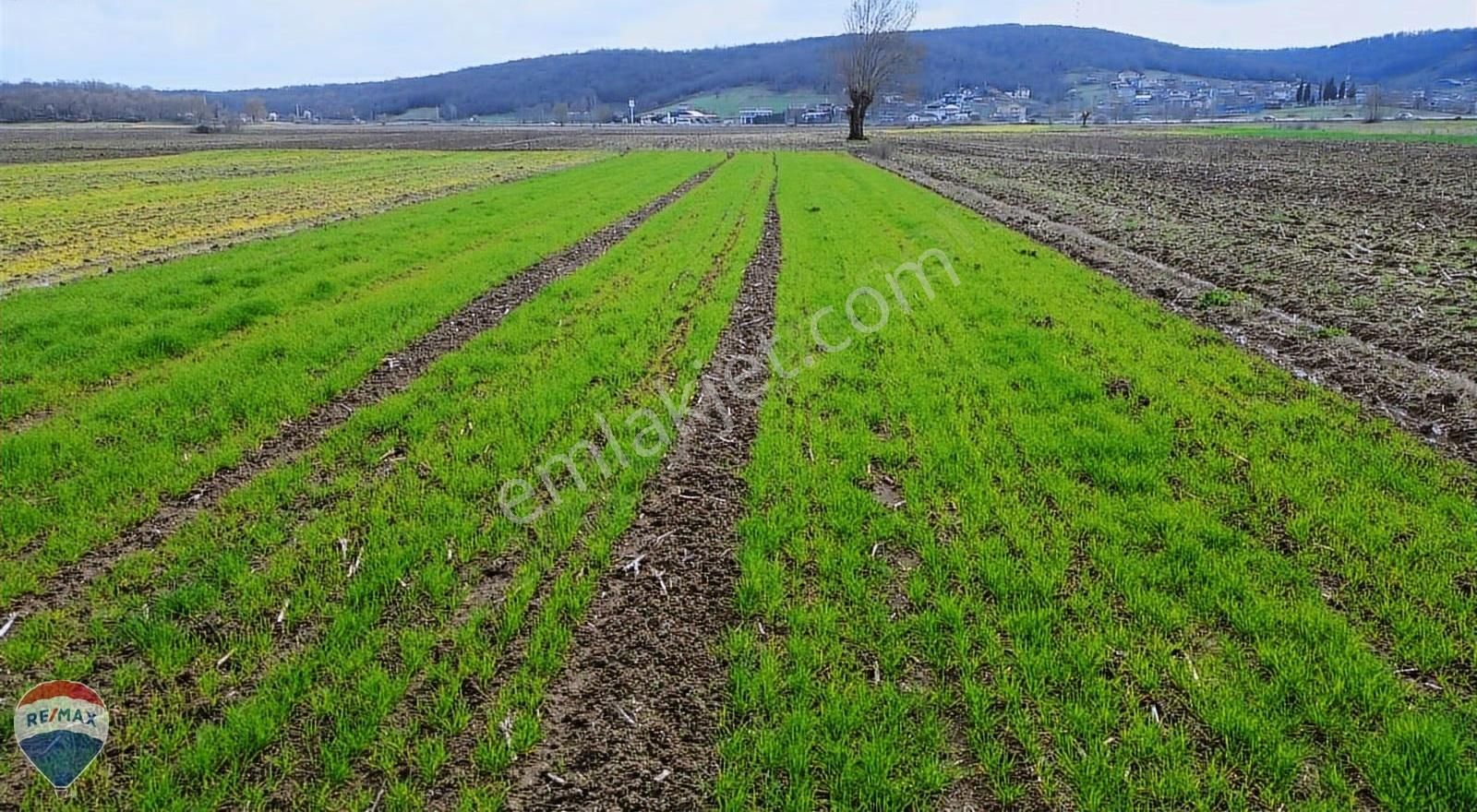 Remax Rıdvan Gedikten Söğütlü Kurudilde Satılık 2.180 M2 Tarla