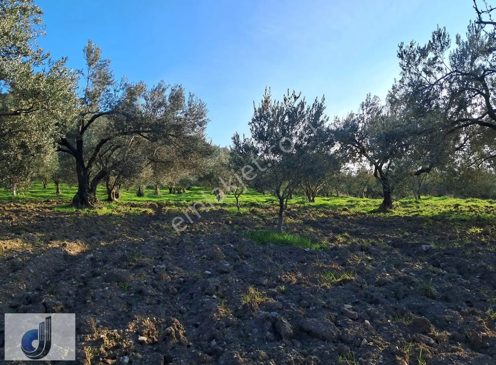 Yırca Mahallesinde Satılık Zeytinlik