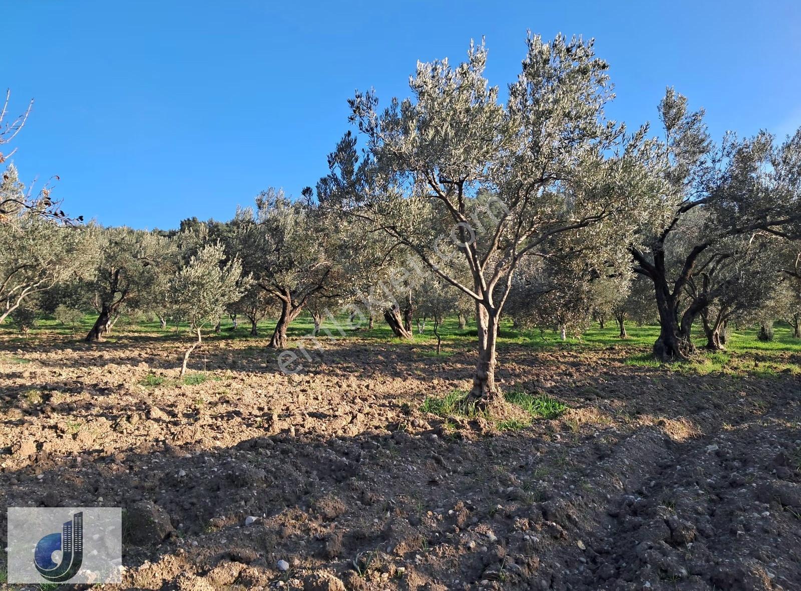 Yırca Mahallesinde Satılık Zeytinlik - Görsel 3