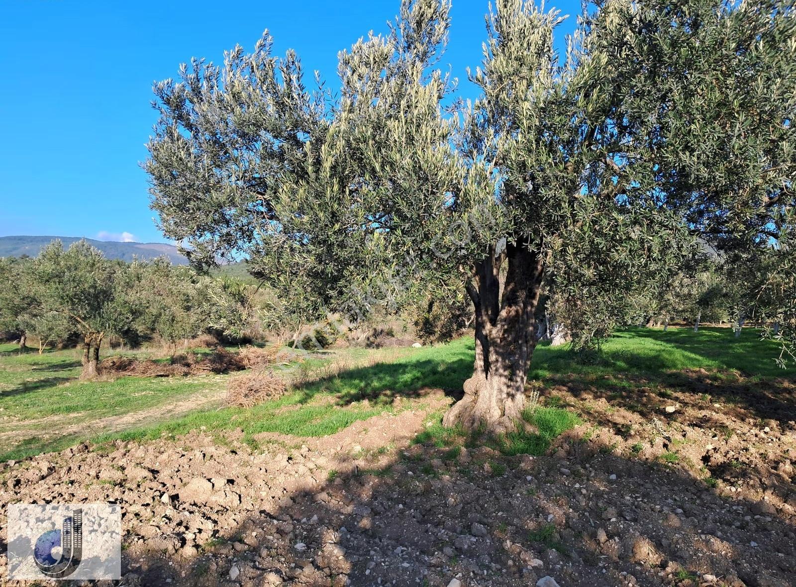 Yırca Mahallesinde Satılık Zeytinlik - Görsel 6