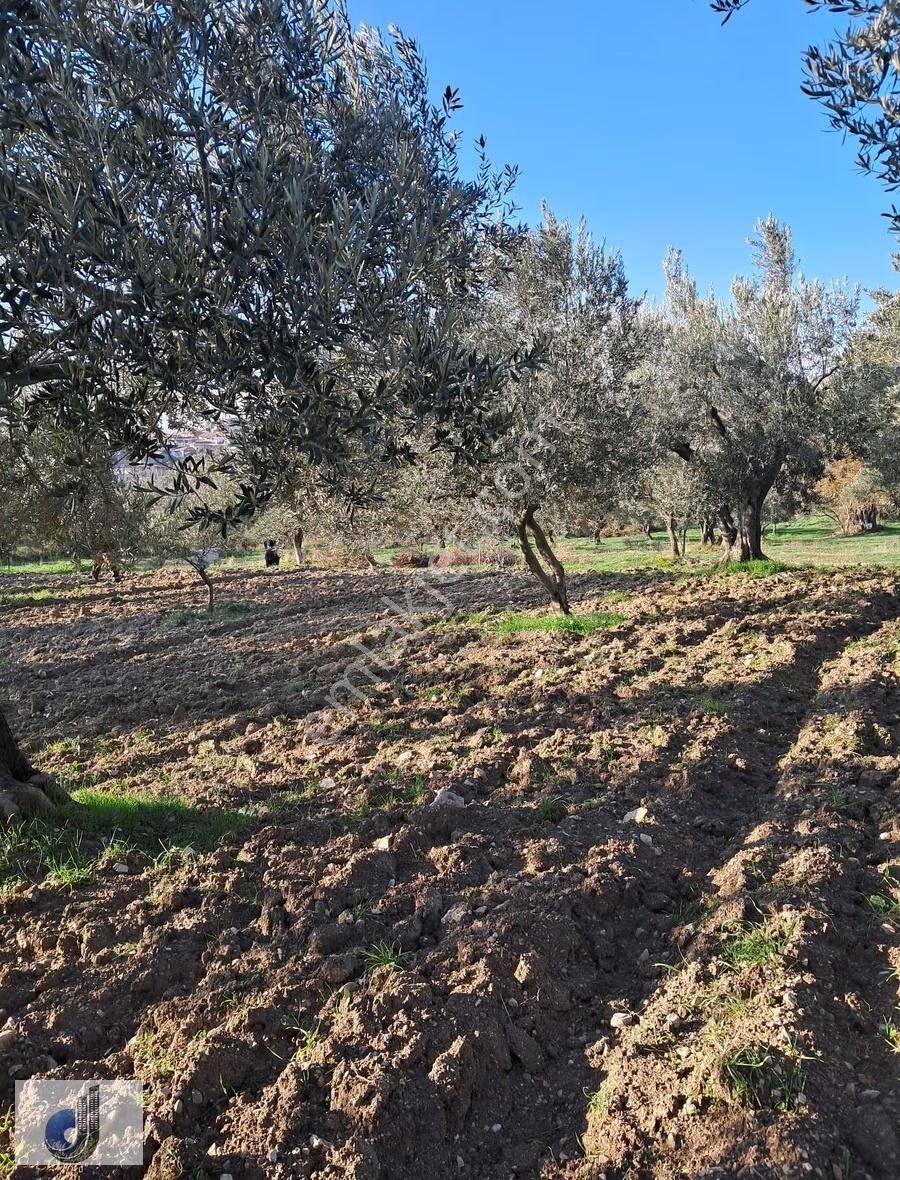 Yırca Mahallesinde Satılık Zeytinlik - Görsel 9