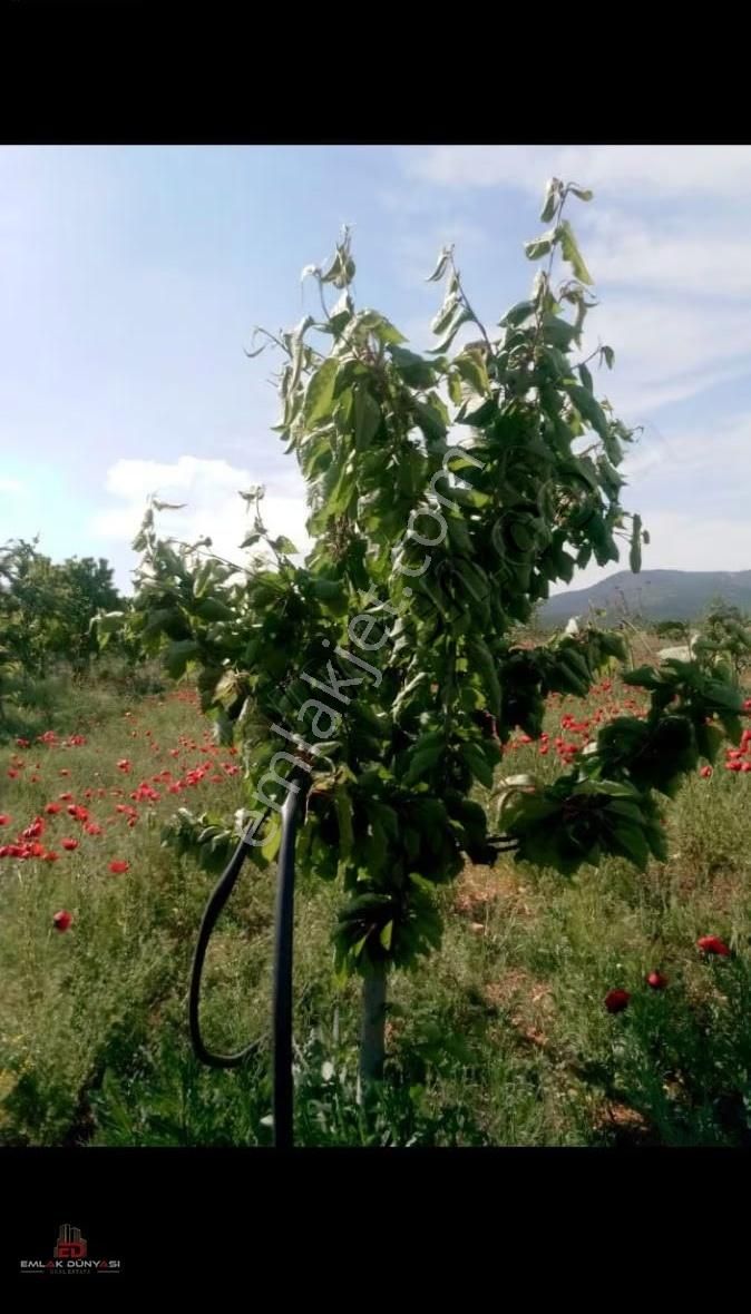 Antalya Korkuteli Yeşilyayla Da Satılık Tarla&üzüm Bağı - Görsel 8