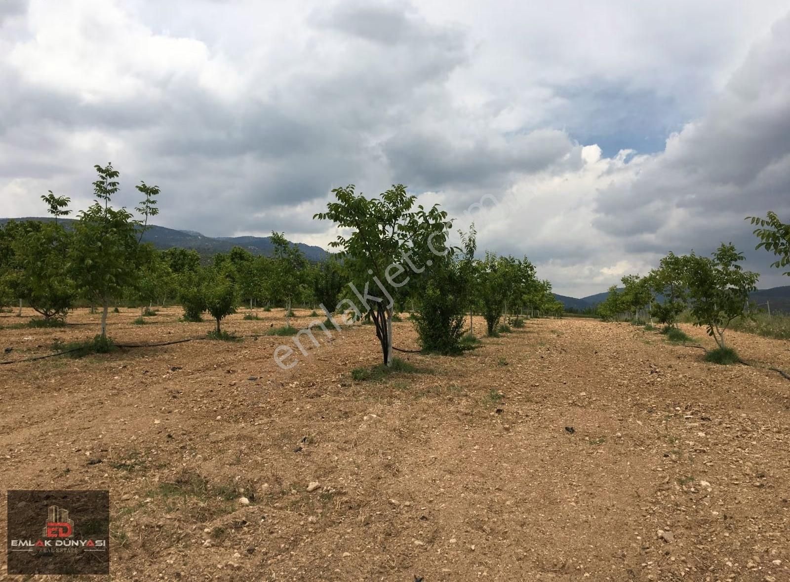 Antalya Korkuteli Yeşilyayla Da Satılık Tarla&üzüm Bağı - Görsel 2