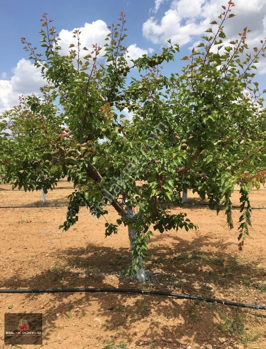 Antalya Korkuteli Yeşilyayla Da Satılık Tarla&üzüm Bağı - Görsel 4