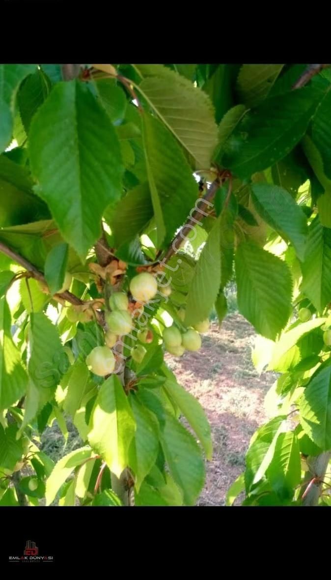Antalya Korkuteli Yeşilyayla Da Satılık Tarla&üzüm Bağı - Görsel 6