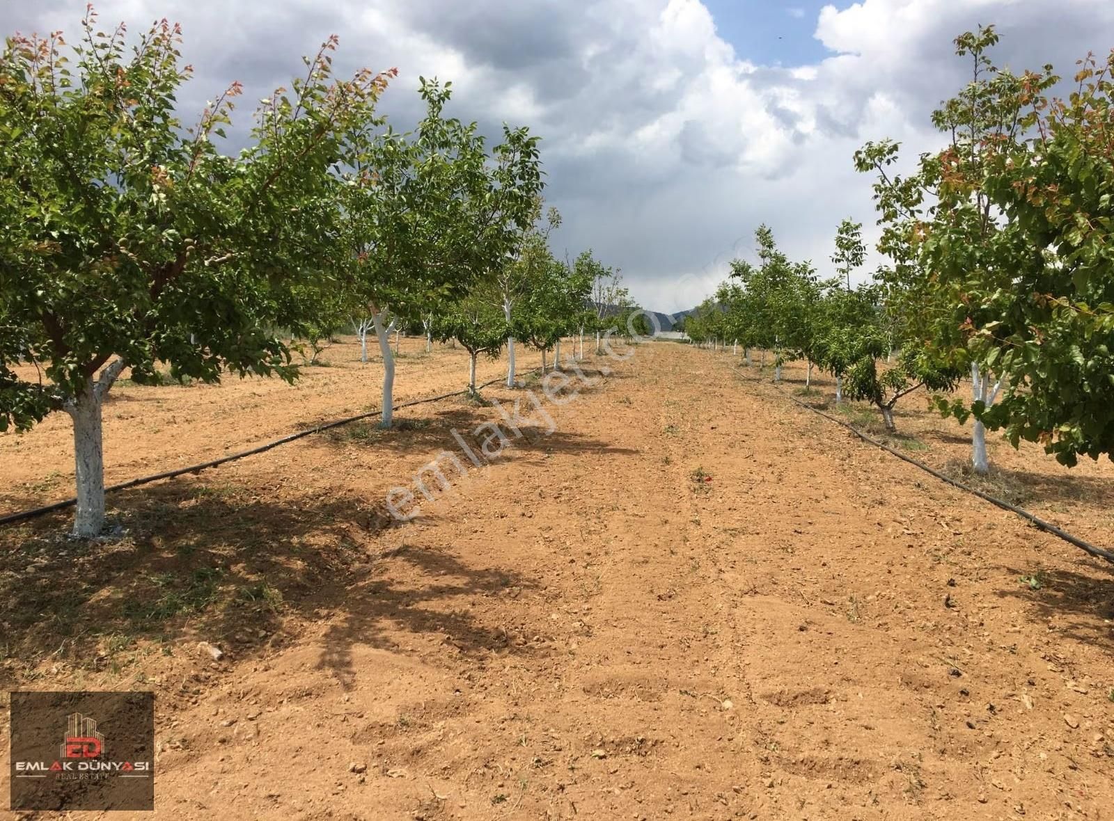Antalya Korkuteli Yeşilyayla Da Satılık Tarla&üzüm Bağı