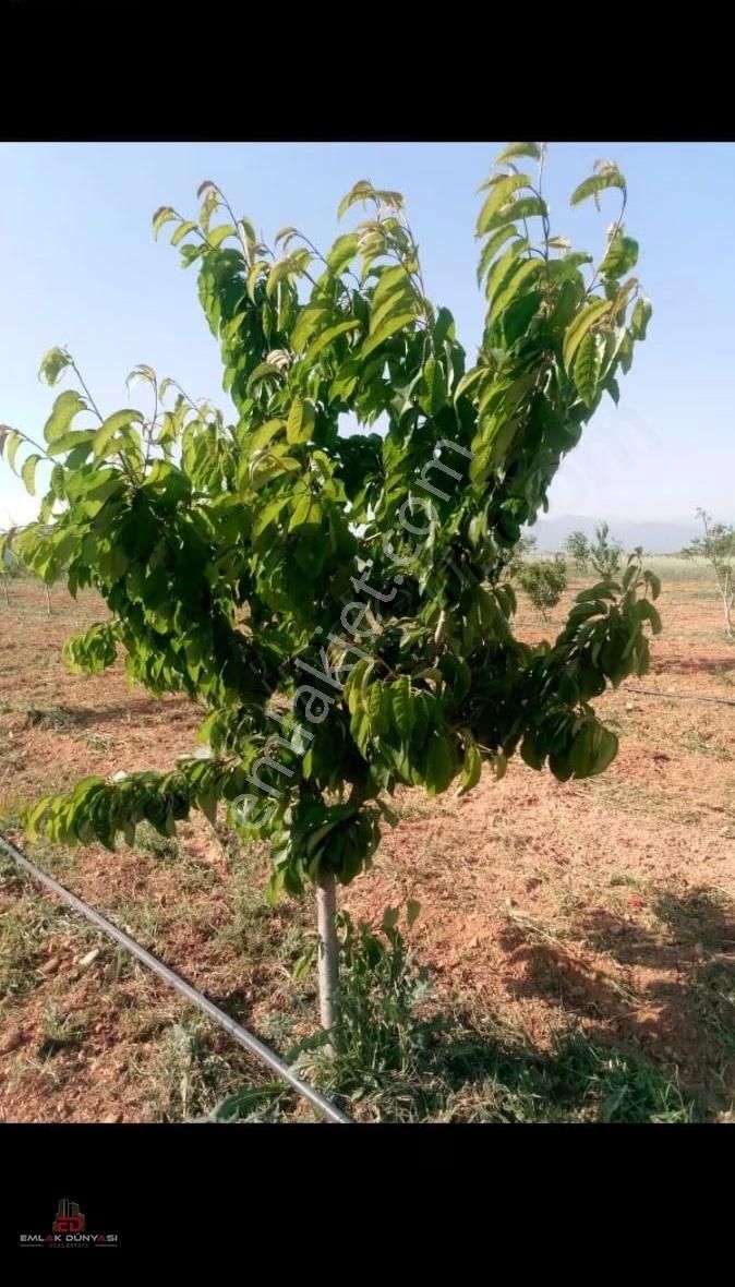 Antalya Korkuteli Yeşilyayla Da Satılık Tarla&üzüm Bağı - Görsel 7