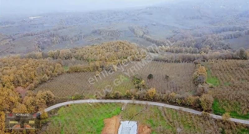 Süleymaniye'de 24 Dönüm Bakımlı Fındıklık - Yatırımlık Fırsat! - Görsel 4